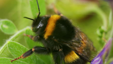 Extreme-closeup-macro-white-tailed-bumblebee-resting-on-green-leaf-in-garden