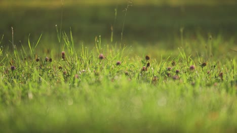 Blooming-clover-plants-in-the-lush-green-summer-meadow