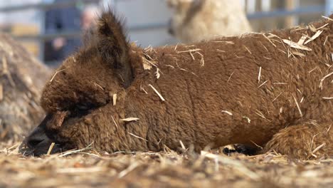 Tired-brown-alpaca-Animal-resting-outdoors-In-hay-and-straw