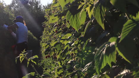 Bäuerinnen-Pflücken-Von-Hand-Die-Reifen-Roten-Himbeeren-Von-Den-Sträuchern