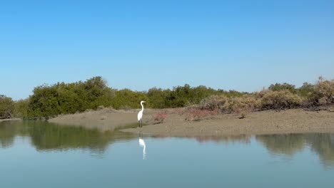 Wonderful-landscape-of-Egret-bird-on-beach-seaside-wildlife-Heron-bird-in-mangroves-forest-coastal-natural-landscape-in-Qatar-nature-Dubai-Emirates-Iran-border-national-park-summer-adventure-travel