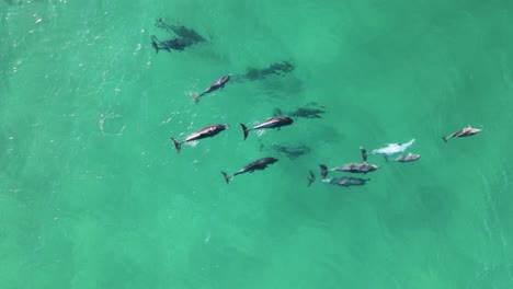 Una-Manada-De-Delfines-Nadando-En-El-Océano-Cristalino-Interactúan-Juguetonamente-Como-Grupo-Familiar