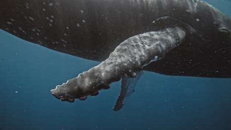 Low-sideview-follows-pectoral-fin-with-light-dancing-across-Humpback-whale