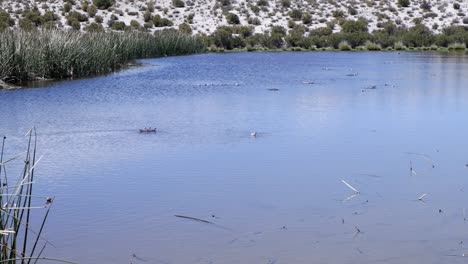 Al-Girar-Sobre-La-Superficie-Del-Estanque,-Se-Agita-El-Alimento-De-Las-Pequeñas-Aves-Limícolas-En-El-Agua.