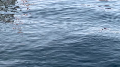 Enten-Auf-Sanften-Wellen-Auf-Einer-Ruhigen-Wasseroberfläche,-Die-Subtiles-Licht-Reflektiert