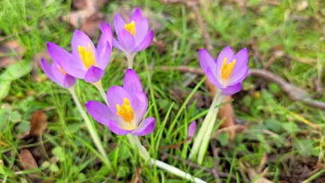 Frühlingskrokusblüten-Im-Wald.-Früher-Frühling