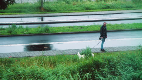 Man-walks-golden-retriever-dog-outside-in-rain-on-green-riverbank-with-reeds