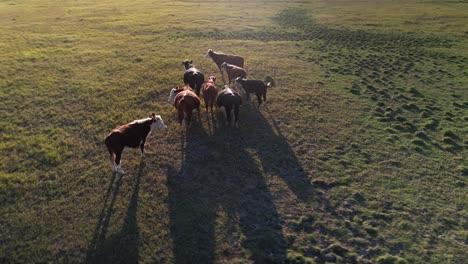 Orbital-View-over-Beef-Cattle,-Herd-of-Cows,-Argentina
