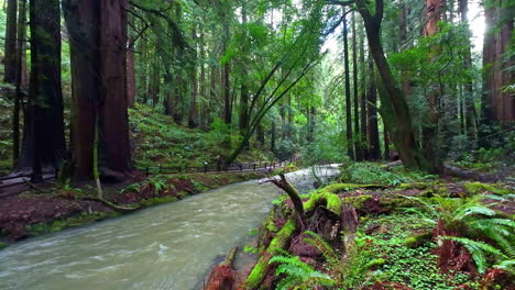 Flowing-river-in-the-Muir-Woods-National-Monument,-in-California,-USA