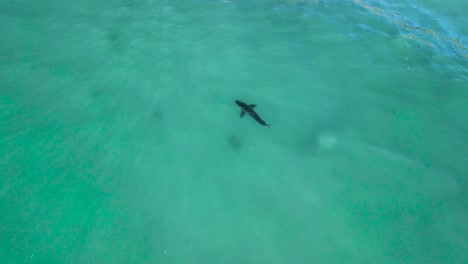 Drone-descends-tracking-Great-white-shark-swimming-in-shallows-above-rock-and-sandy-bottom-water