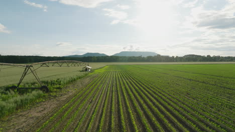 Irrigation-system-watering-crops-in-a-sunny-field-in-Dardanelle,-Arkansas,-drone-view