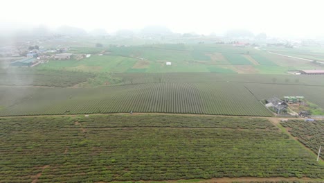 Riesige,-In-Nebel-Gehüllte-Teehügel-Im-Nordwestlichen-Hochland---Vietnam