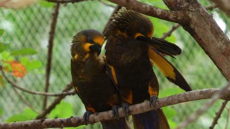 Ein-Paar-Braunloris-Thront-Seite-An-Seite-Auf-Dem-Ast-Und-Putzt-Und-Pflegt-Sein-Gefieder-Im-Gehege,-Nahaufnahme-Einer-Exotischen-Papageienvogelart,-Die-Im-Norden-Neuguineas-Beheimatet-Ist