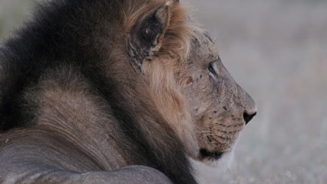 Primer-Plano-De-Cara-De-León-Macho-Descansando-En-La-Sabana