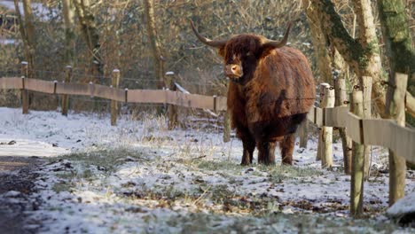 Toro-De-Vaca-Peluda-De-Las-Tierras-Altas-Con-Grandes-Cuernos-Junto-A-La-Valla-Exhalando-Vapor-De-Invierno