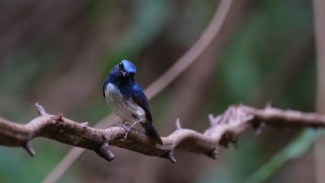 Camera-zooms-in-while-it-looks-towards-the-camera-tilting-its-head,-Hainan-Blue-Flycatcher-Cyornis-hainanus,-Thailand