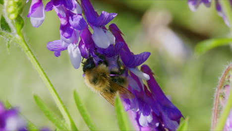 Macro-wildlife