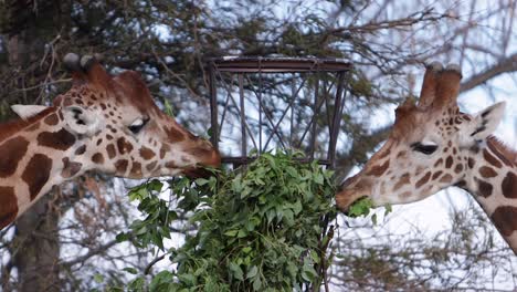 Zwei-Giraffen-Fressen-Aus-Einem-Futterhäuschen-Im-Schutzgebiet