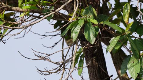 Visto-Alcanzando-Algunos-Insectos-Debajo-De-Las-Hojas-Y-Se-Mueve-Hacia-Las-Ramitas,-Curruca,-Tailandia