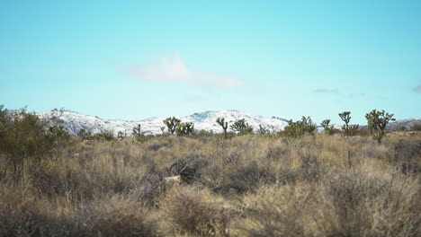 Camera-gracefully-moves-downward,-in-a-scene-where-the-iconic-Joshua-Trees-stand-against-the-backdrop-of-a-majestic-snowy-mountain