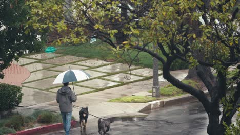 Zeitlupe,-Mann-Mit-Regenschirm-Geht-Mit-Zwei-Hunden-An-Einem-Regnerischen-Tag-In-Los-Angeles,-Kalifornien,-USA-Spazieren