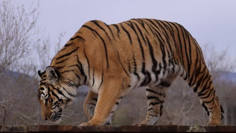 Tiger-Läuft-Auf-Plattform-Im-Wildschutzgebiet