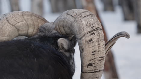 Grandes-Cuernos-De-Borrego-Cimarrón-Macho