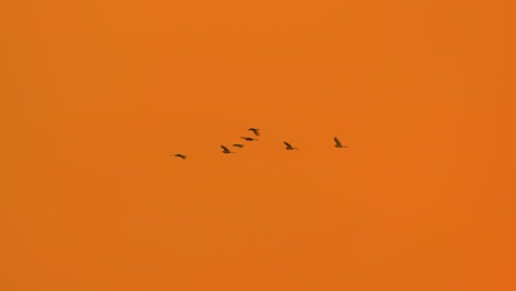 Flock-of-migratory-heron-birds-soaring-across-golden-orange-tropical-clear-sky