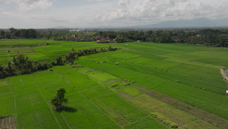 Rice-fields-and-rural-surrounding-landscape