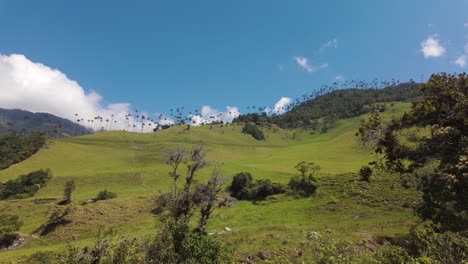 Panoramic-of-Lush-Cocora-Valley-with-Wax-Palms,-Colombia