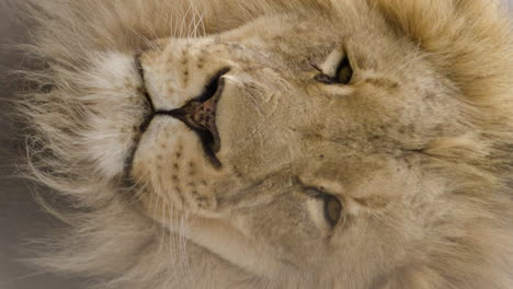 Extreme-close-up-lion-vertical-shot