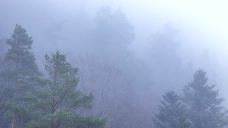 Aerial-slow-fly-close-to-ghost-trees-appearing-through-thick-fog-over-an-ethereal-moody-mountain-forest