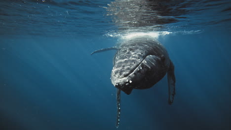 Humpback-whale-turns-head-to-face-sunlight-glistening-rays-in-ocean-column,-meeting-divers-fins