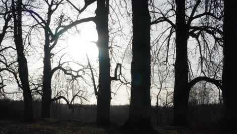 Approach-toward-tree-trunk-and-branch-silhouette,-bright-sunlight-in-sky