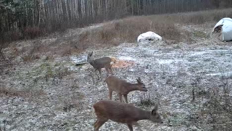 A-pack-of-deer-walking-next-to-a-forest-in-the-winter
