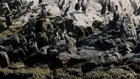 Imperial-Shag-Colonies-On-The-Rocky-Islands-Of-The-Beagle-Channel-Near-Ushuaia,-Tierra-del-Fuego,-Argentina