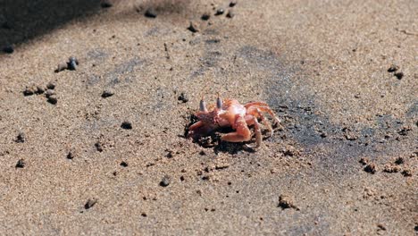 Neugierige-Krabbe,-Die-Aus-Dem-Sand-An-Der-Küste-Eines-Sonnigen-Strandes-Auftaucht