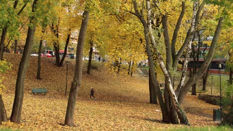 Woman-walking-through-park-with-ground-covered-in-Autumn-leaves