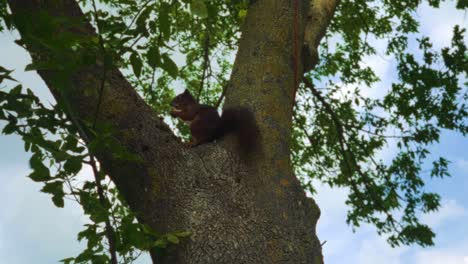 Cute-brown-squirrel-sitting-eating-nut-in-green-tree-climbing-and-jumping-up