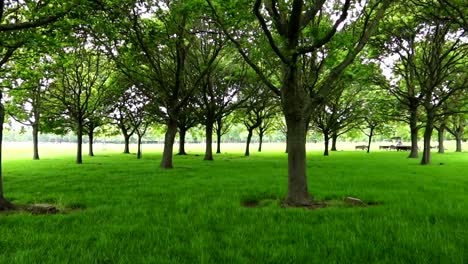 Expanse-of-grass-and-trees-in-Phoenix-Park,-wild-deers-wander-in-distance