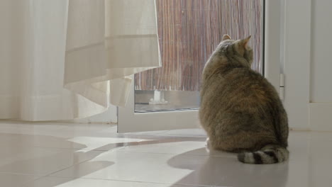 Curious-British-Shorthair-cat-sitting-by-an-open-window-in-a-sunny-room-and-then-coming-towards-the-camera