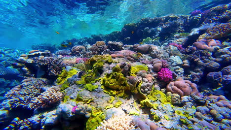 Farbenfrohes-Gelbes-Und-Violettes-Korallenriff-Unter-Wasser-Rotes-Meer-Sinai-Halbinsel