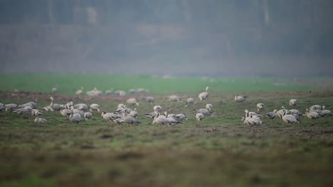 Herde-Von-Streifengänsen-In-Weizenfeldern-Am-Morgen