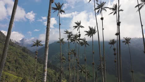Tilt-up-along-Tall-palm-trees-reaching-up-into-blue-sky-with-clouds-from-hill-side,-Cocora-Valley