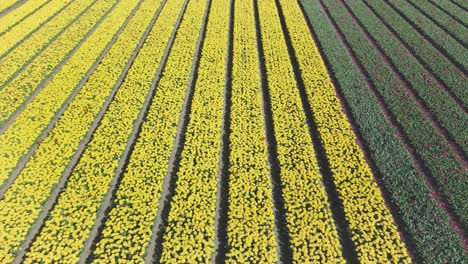 Tulpenfelder-In-Den-Niederlanden-Im-Frühling
