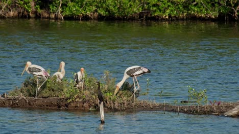 Painted-Stork-Mycteria-leucocephala-resting-together-and-a-Little-Cormorant-Microcarbo-niger-is-perched-in-front-of-them,-Thailand