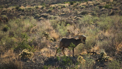 Bighorn-sheep-graze-in-the-Valley-of-Fire