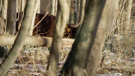 Highland-cow-with-big-horns-grazing-in-forest-trees-in-winter-snow