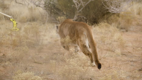 Captive-cougar-chasing-a-toy-in-a-zoo