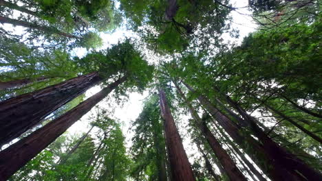 Inside-Forest-Treetops-Skyline-Point-of-View,-foliage-of-Redwoods-Looking-Up-Sky